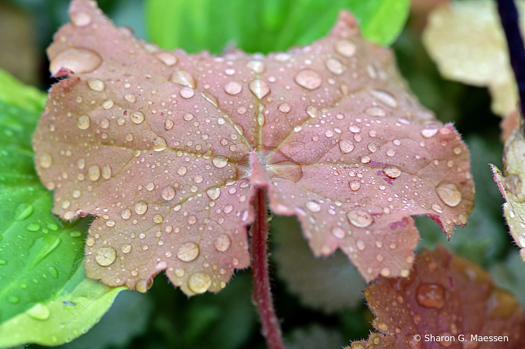 Rainy Day Remnants