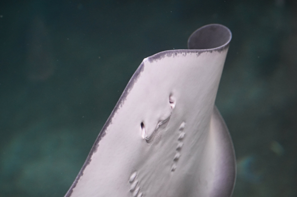 Sting Ray at the Columbus Zoo