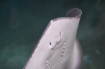 Sting Ray at the ...