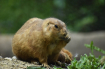 Prairie Dog at th...