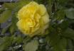 Yellow rose!