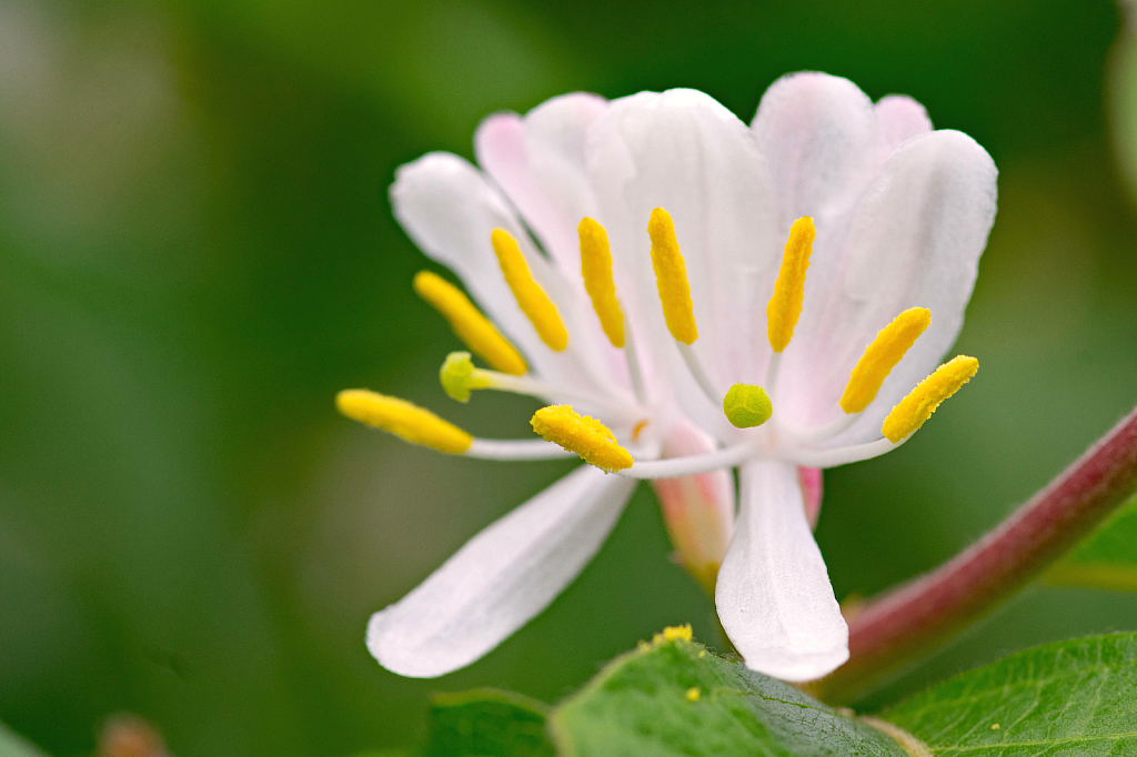 Honeysuckle