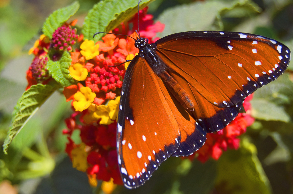 Queen's Bouquet - ID: 16002623 © Kelley J. Heffelfinger