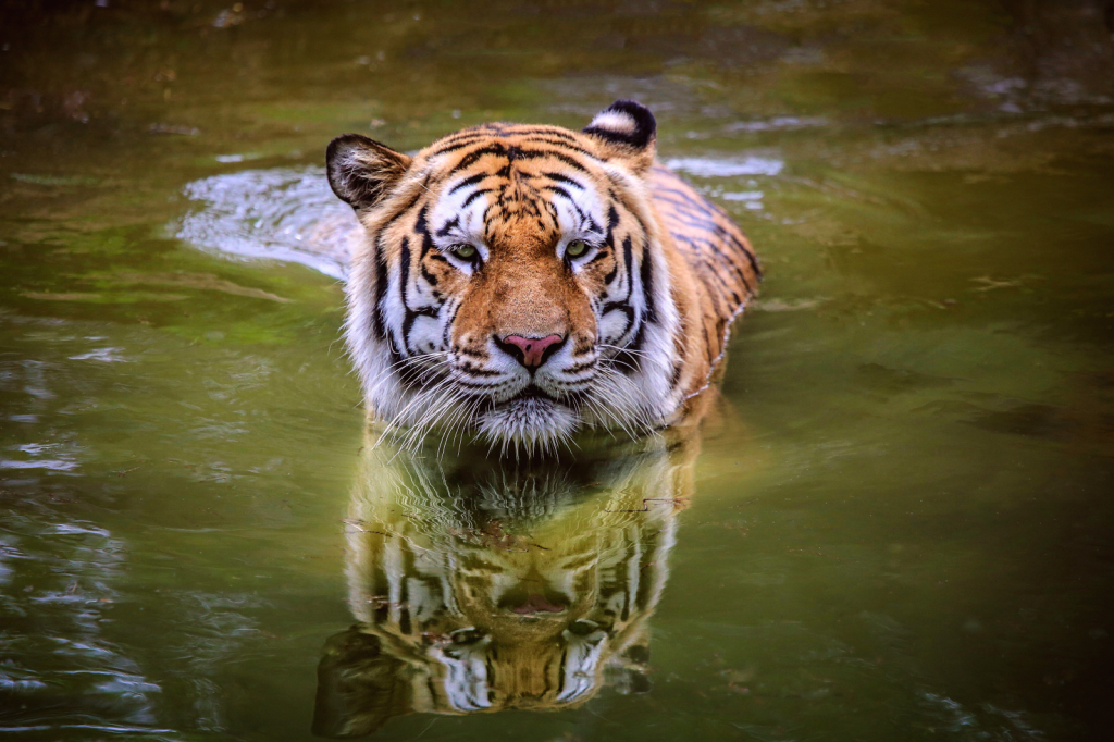 Who said cat's don't like water?