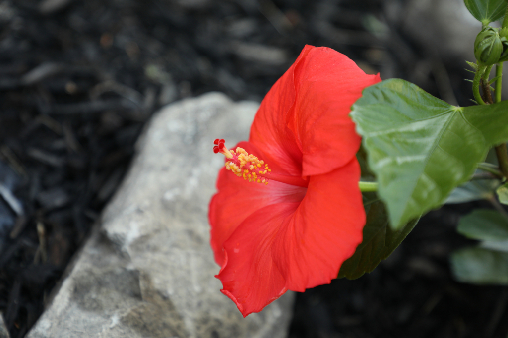 Hawaiian Hibiscus Spouting  Red