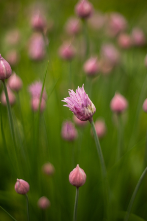 Chives