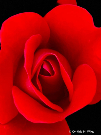 Rosey Rose 