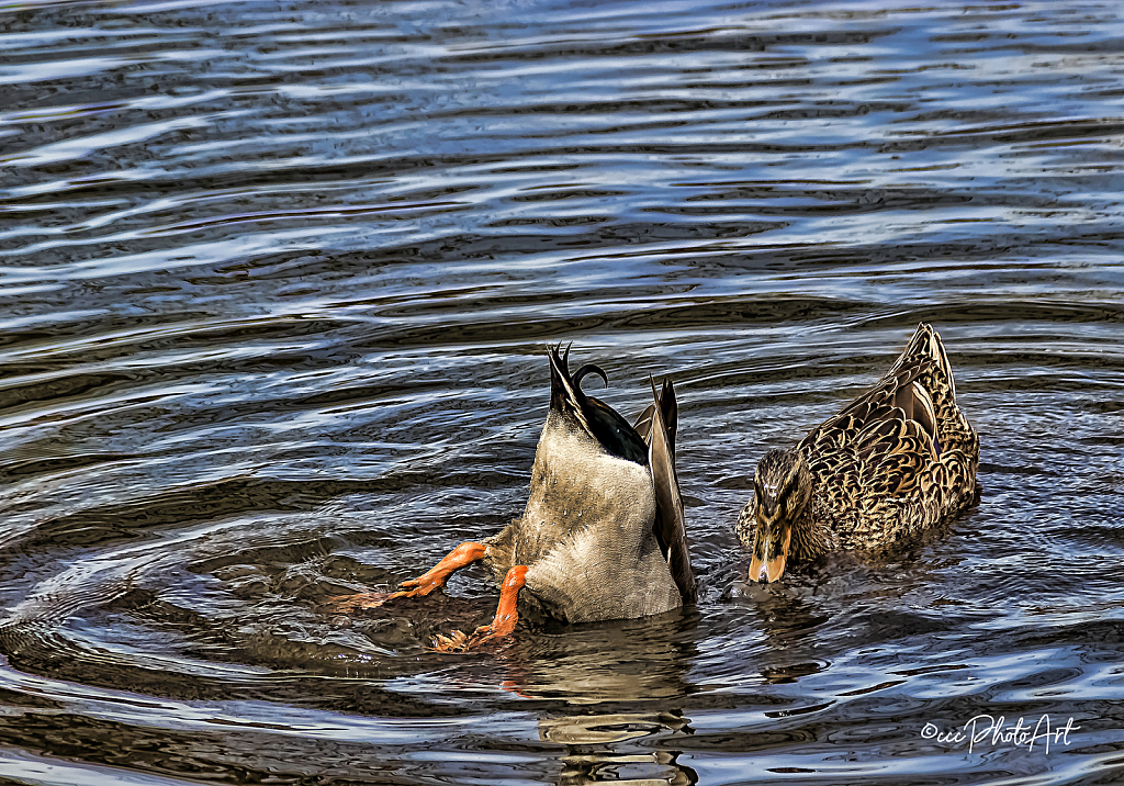 Dad's Gone Fishing - ID: 16002648 © Candice C. Calhoun