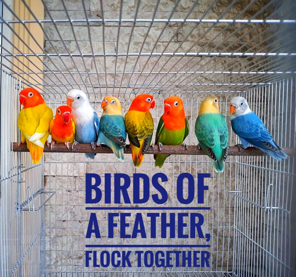 ~ ~ BIRDS OF A FEATHER ~ ~ 