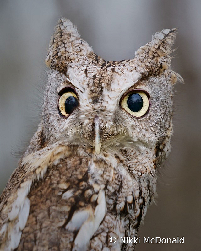 Eastern Screech Owl