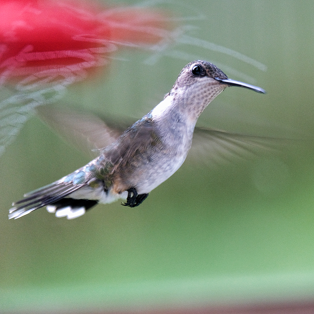 Hummingbird - ID: 16002657 © Larry Lawhead