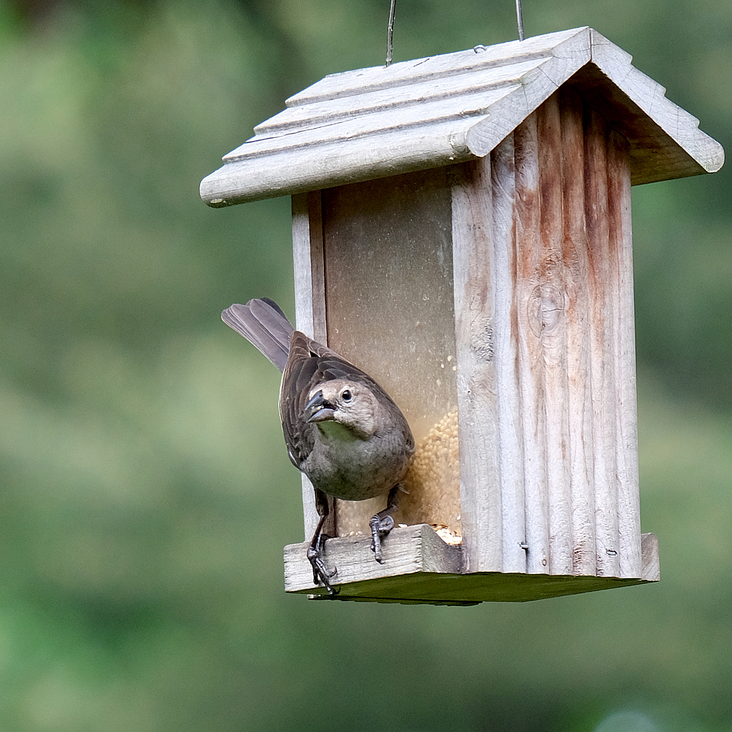 Cowbird - ID: 16002659 © Larry Lawhead