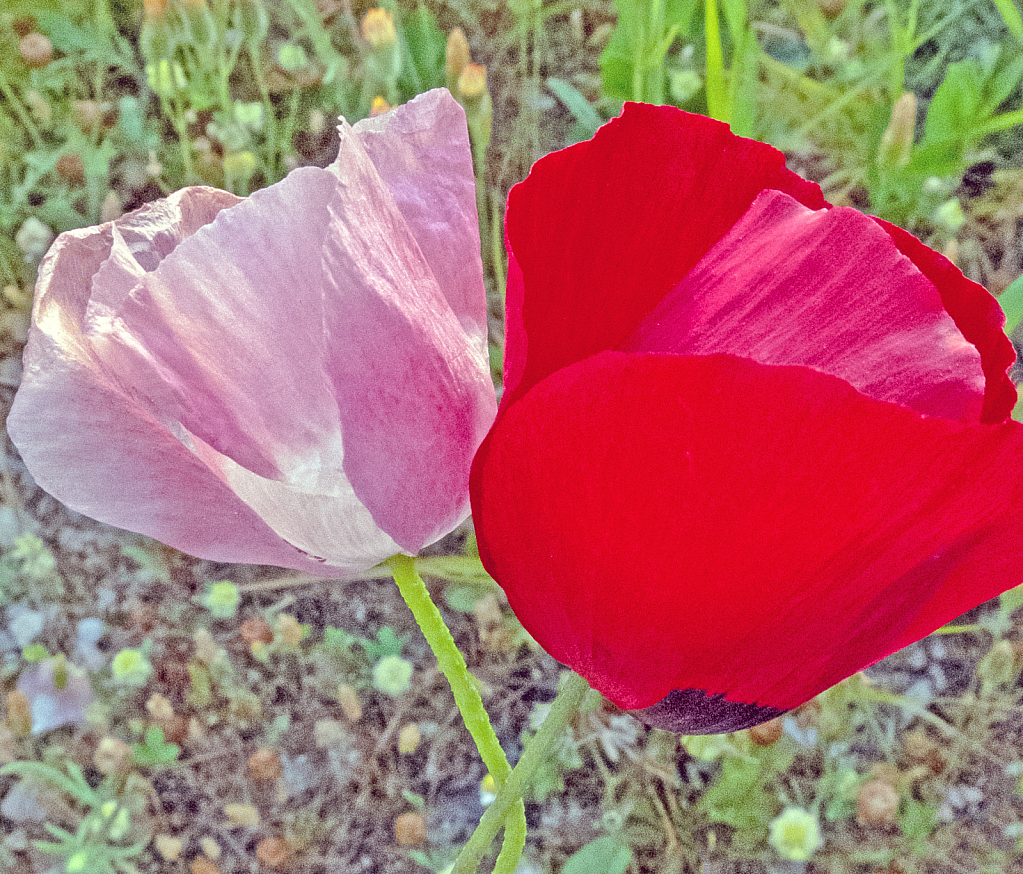 Pink and Red.