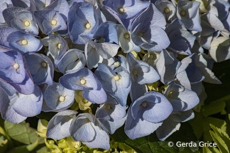 Spring Powder Blue Hydrangeas