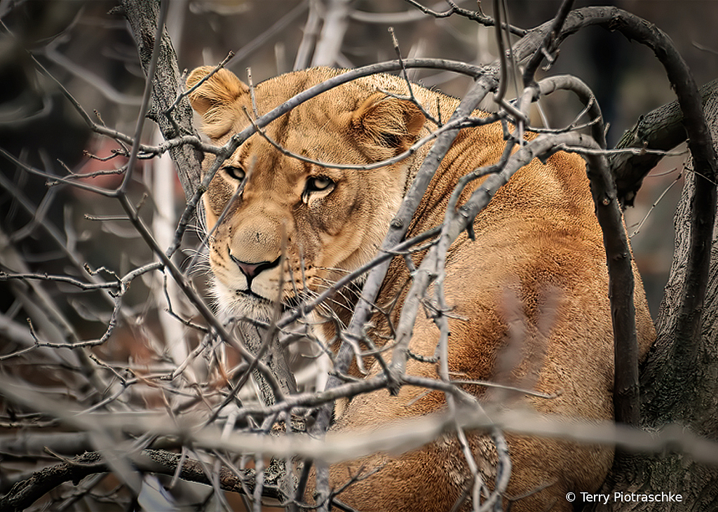 Lioness