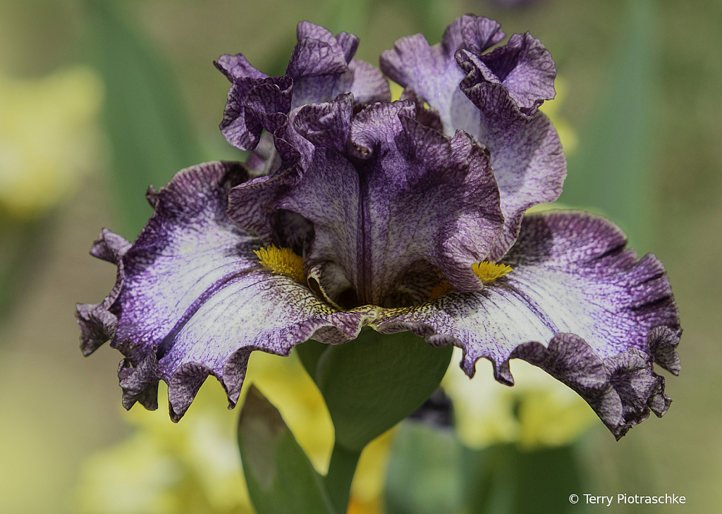 Speckled Beauty