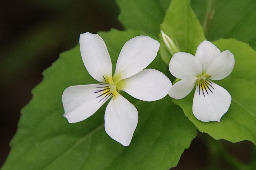 Wildflowers