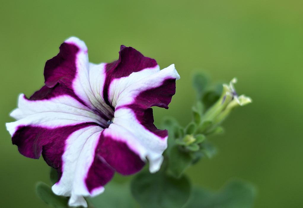 Striped Petunia