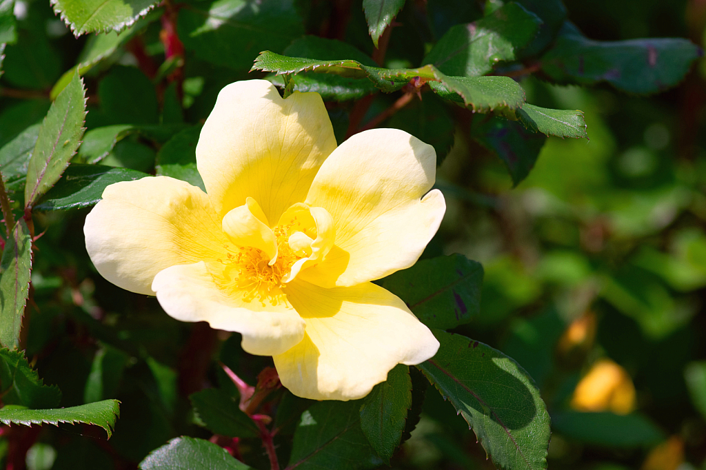 Yellow Rose