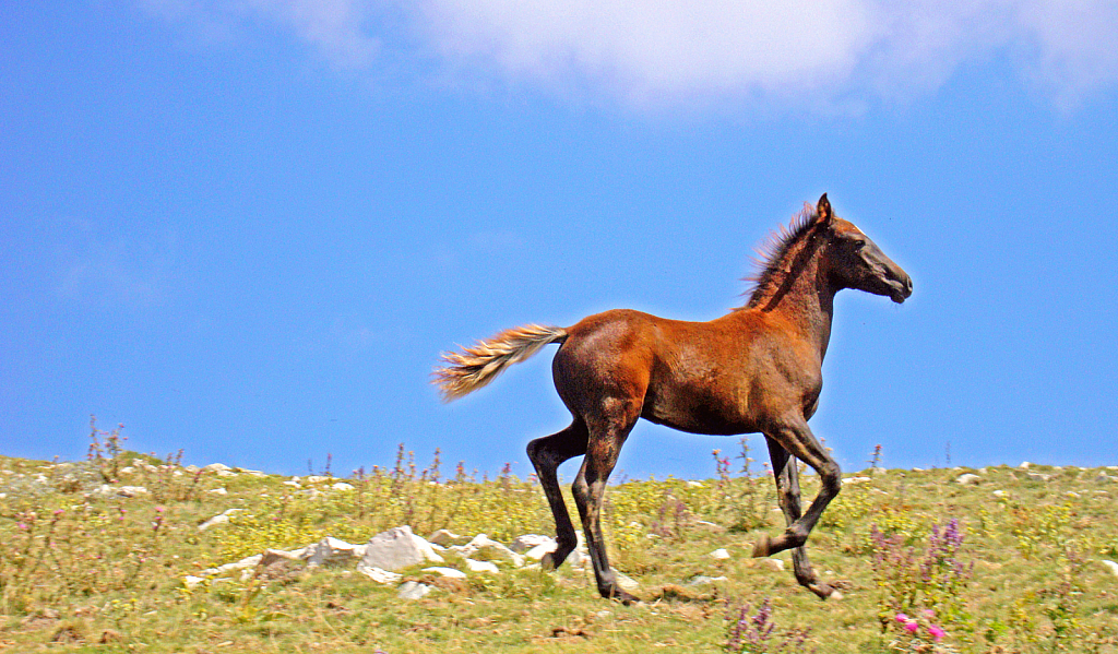 Galloping at the edge.