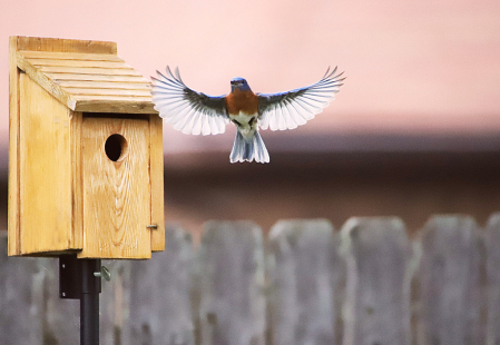 Blue Bird, backlight! 