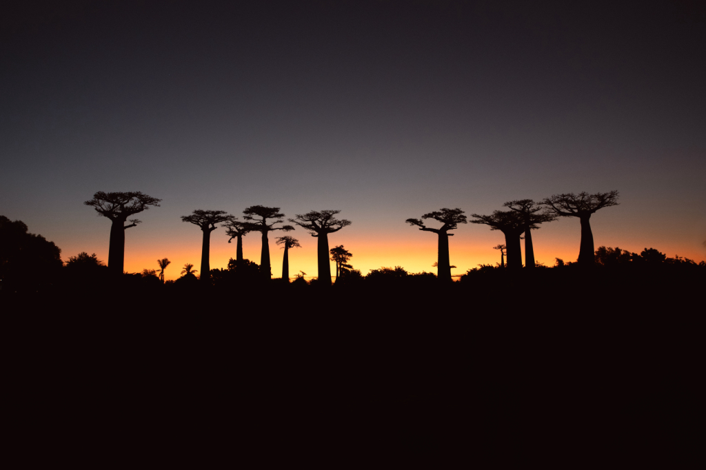 The Baobab Trees at Dusk