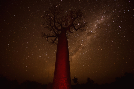 Lone Baobab Tree with Milkyway