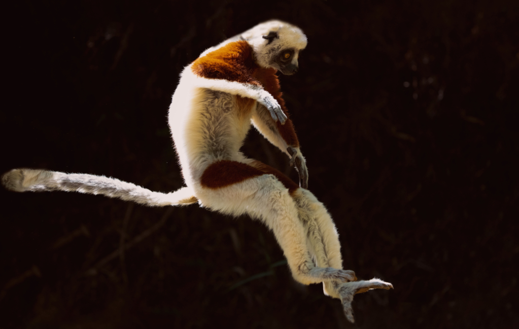 Cockerel's Sifaka Jumping