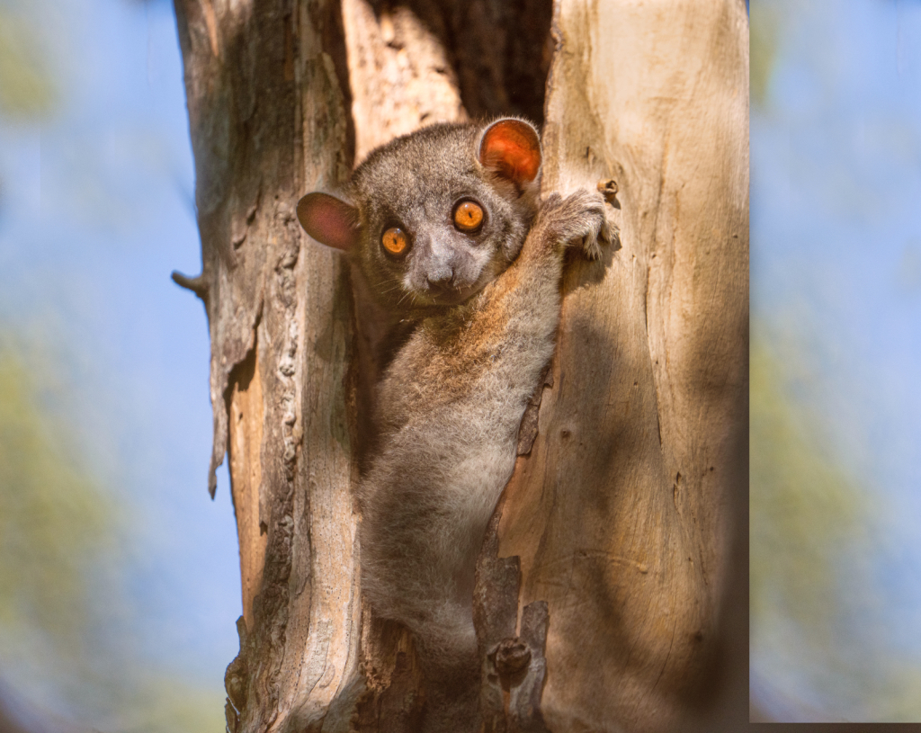 Red Tailed Sportive Lemur - ID: 16003160 © Kitty R. Kono