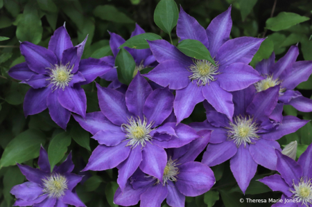 Lots of Clematis 