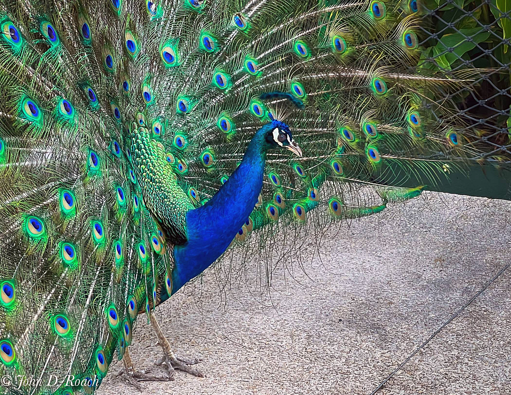 Blue and Green Beauty #1