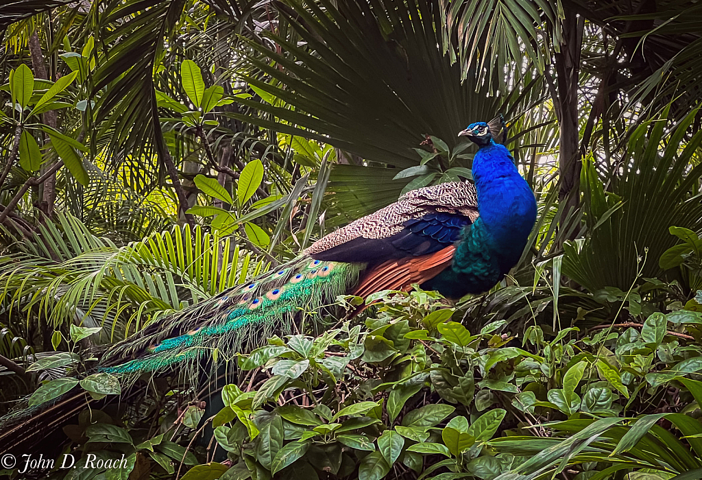 Blue and Green Beauty #2