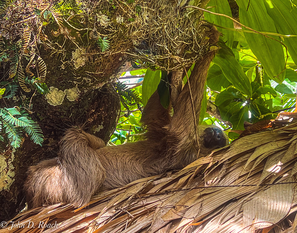 Sloth in the Tree - Costa Rica