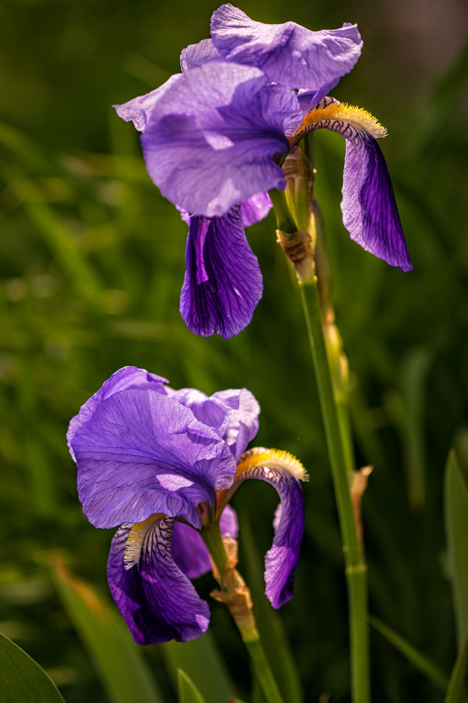 Grandma's Iris