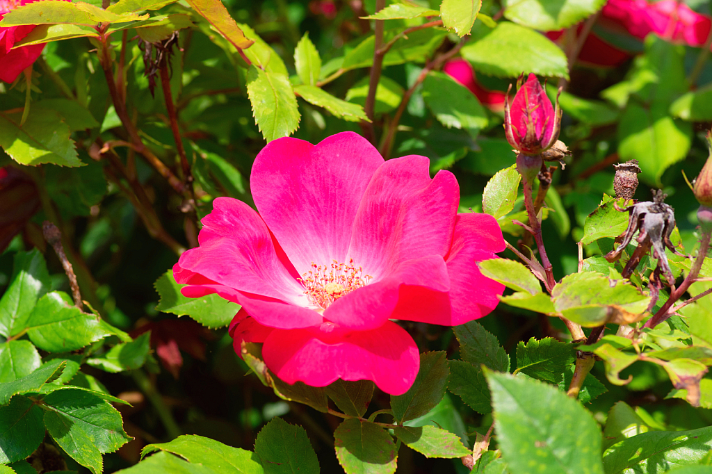 A Pink Rose