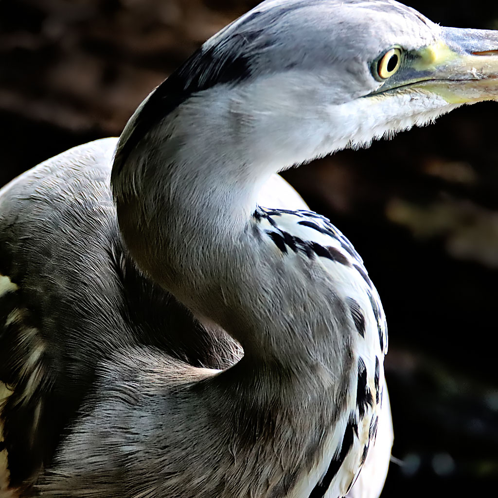 Heron Up Close