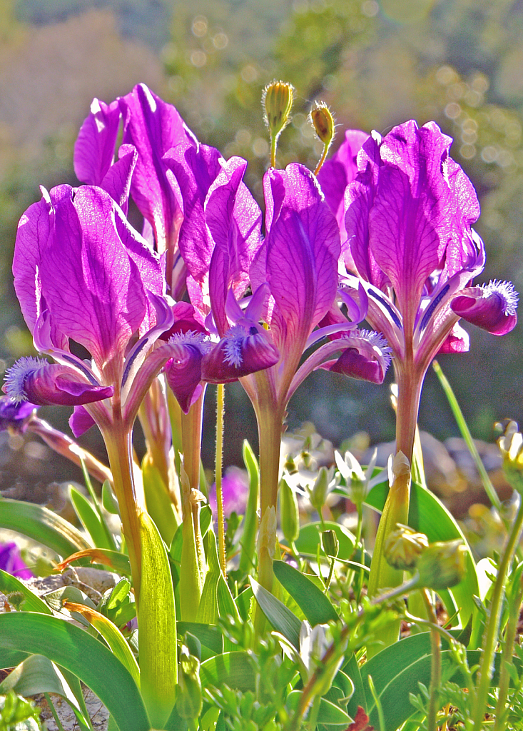 Field Irises.