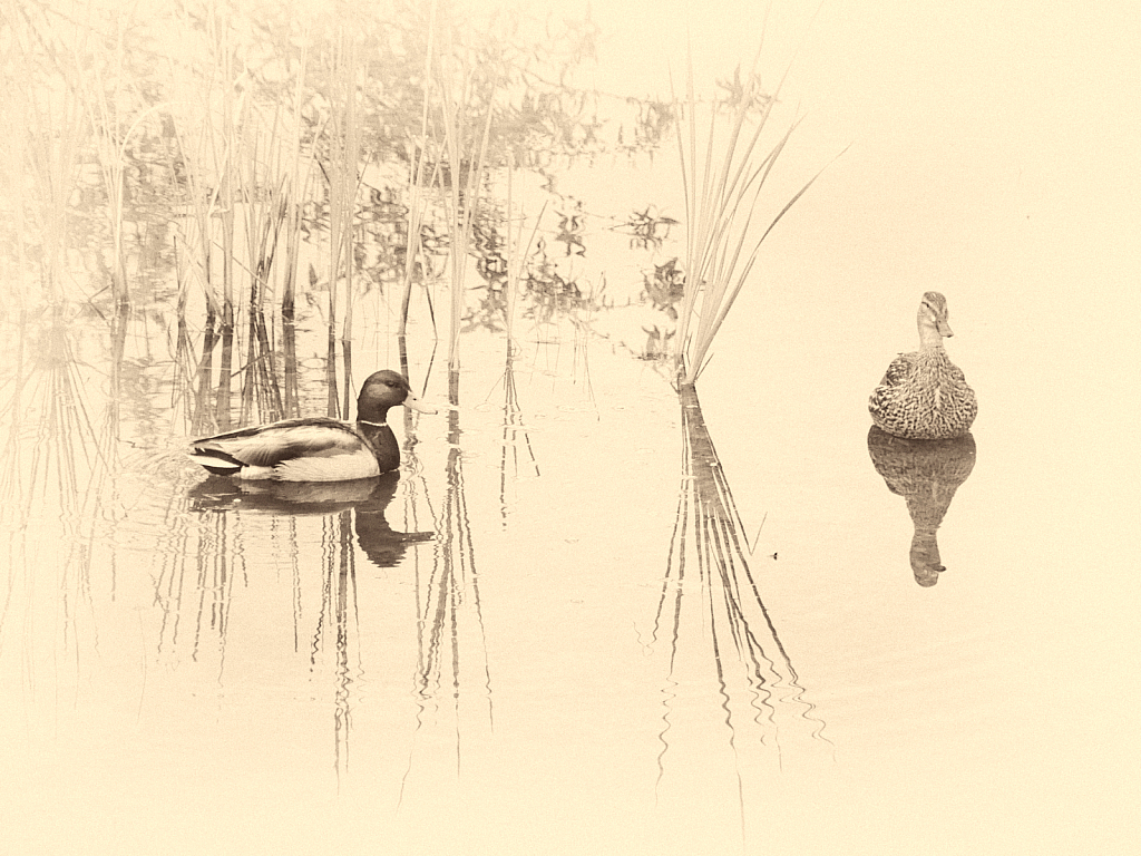 Serene Mallards