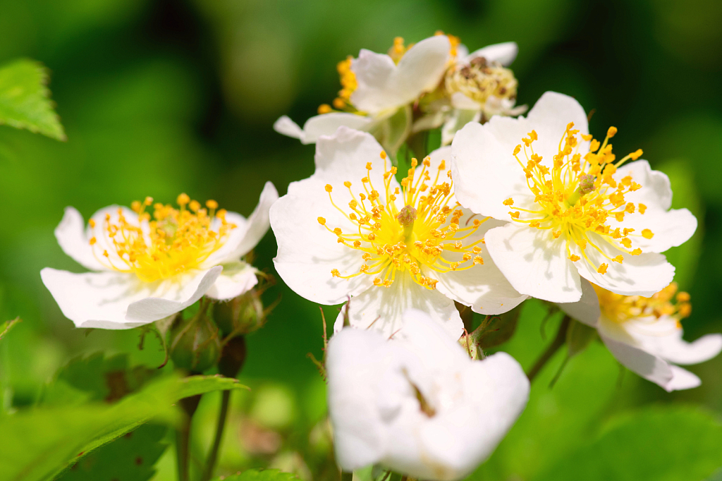 A Wichurana's Rose