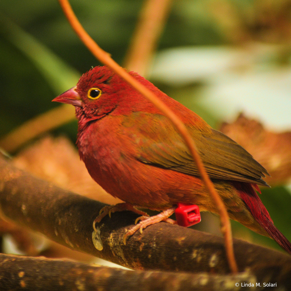 Purple Finch