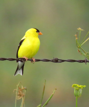 Finches Love Fences