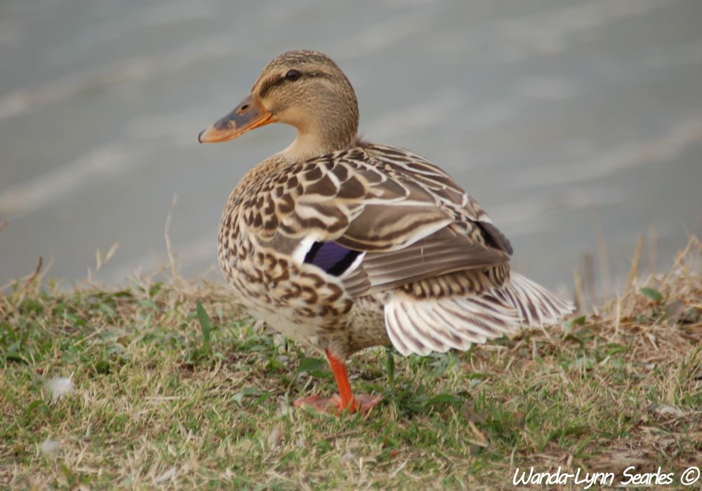  Female Mallard