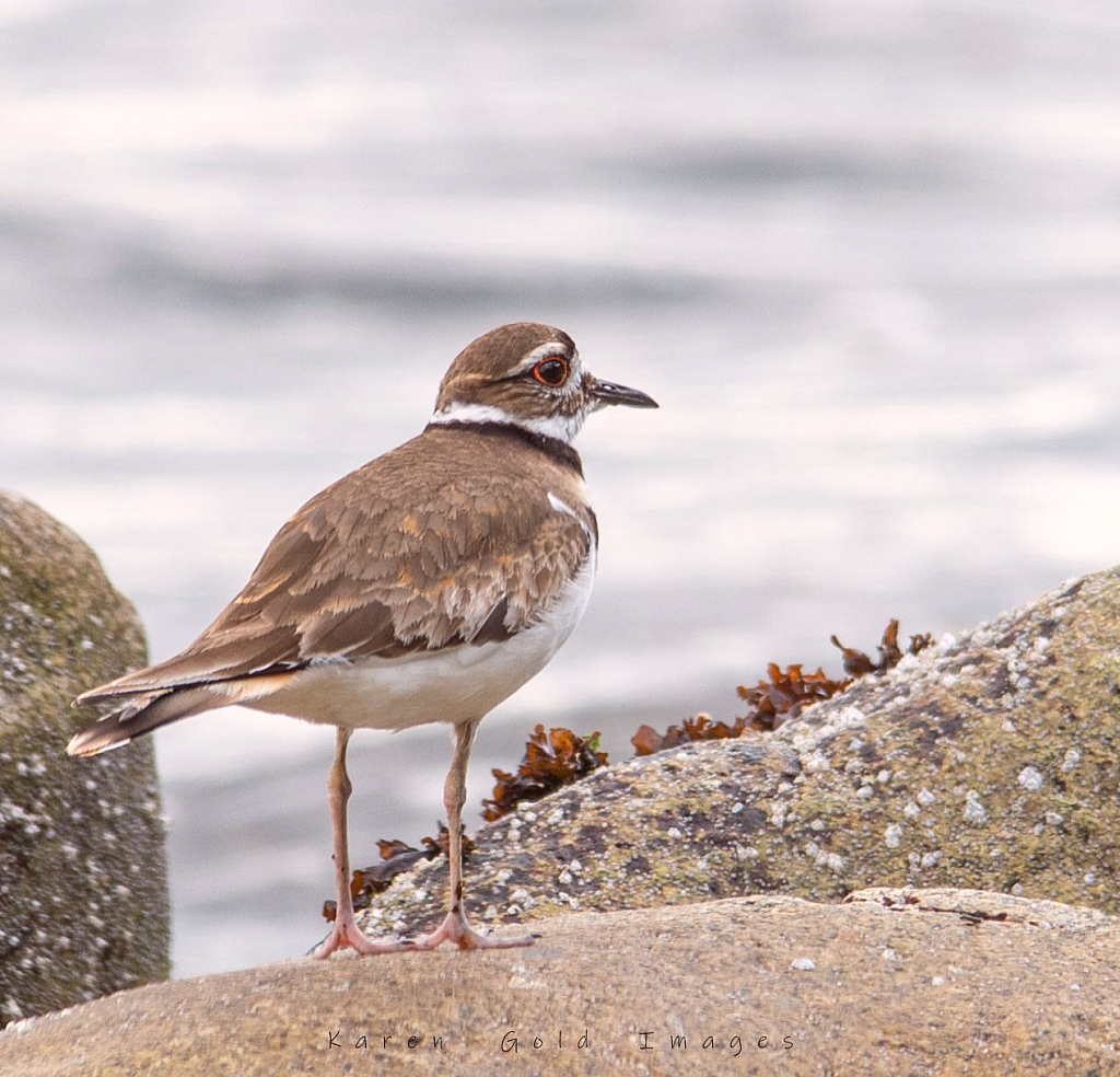 Killdeer