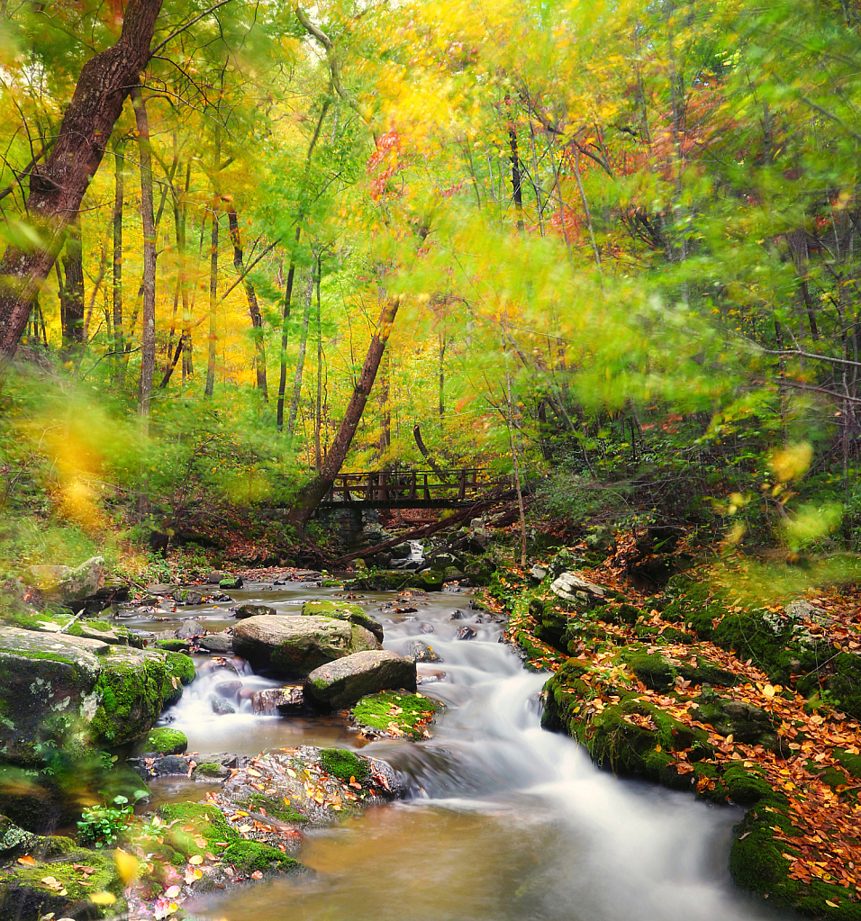 Woodland Foot Bridge