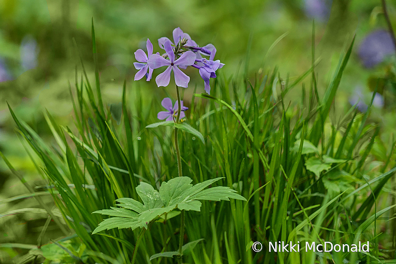 Wild Phlox