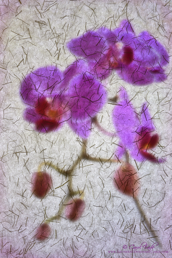 Orchids Through The Shoji - ID: 16003415 © Carol Eade