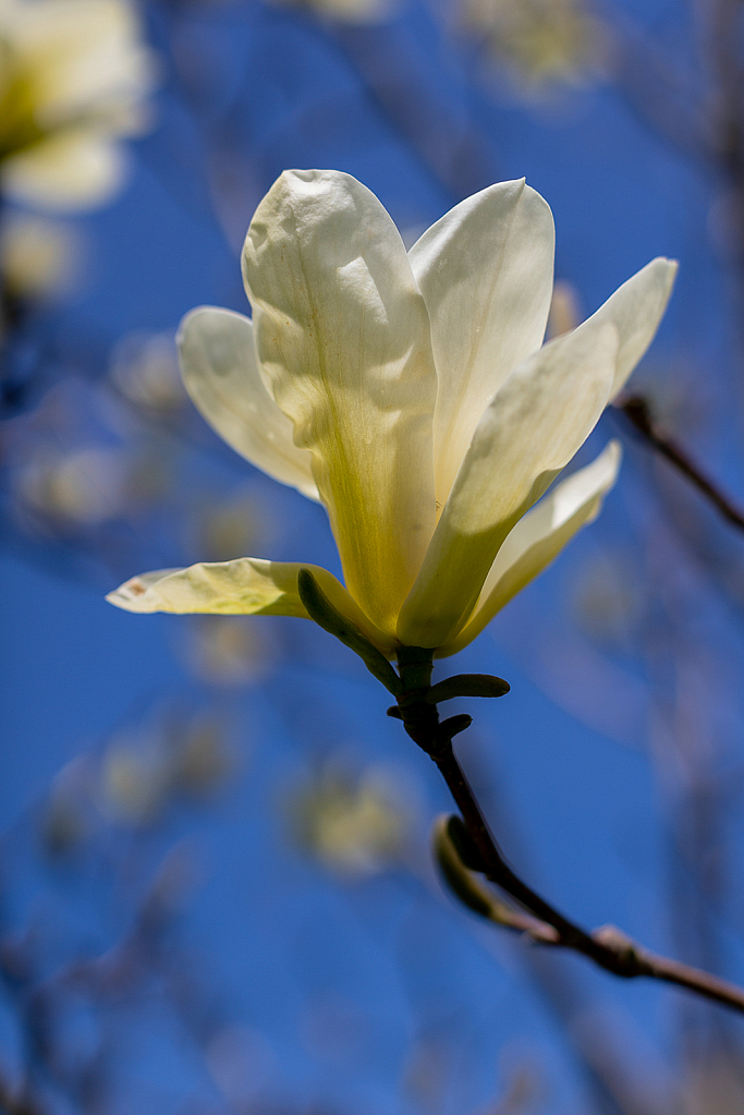 Colours of Spring