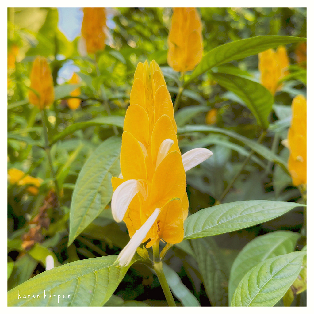 Lollipop Plant