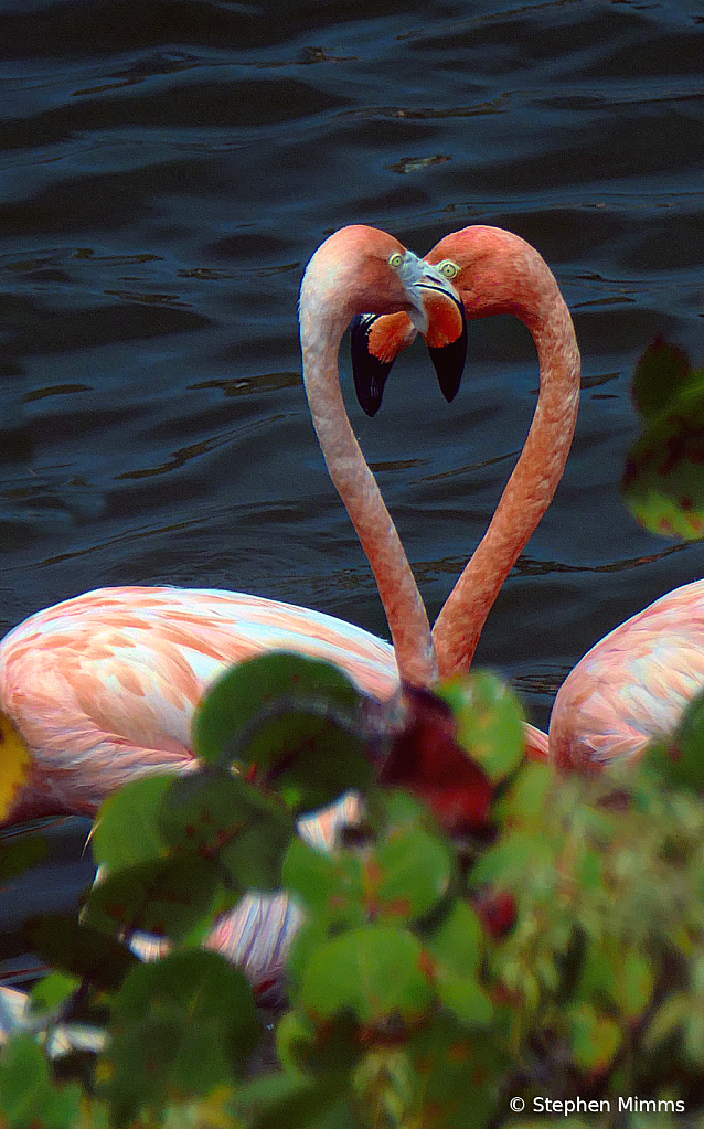 Flamingo heart - ID: 16003467 © Stephen Mimms