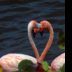 © Stephen Mimms PhotoID # 16003467: Flamingo heart